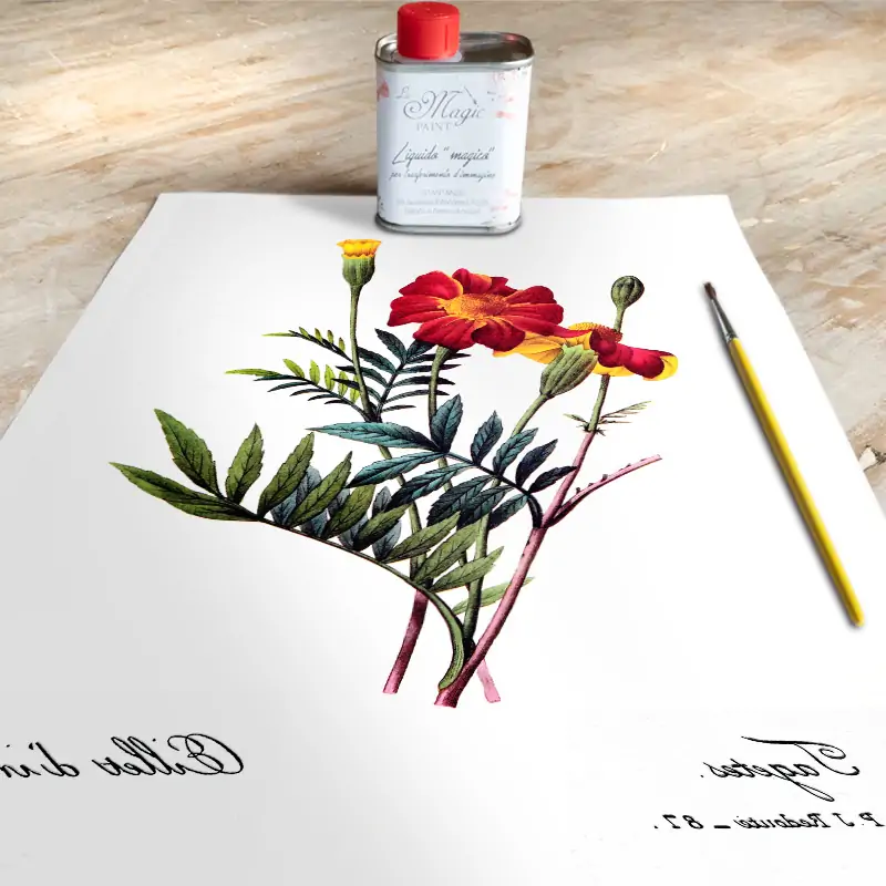 Imagen Transferible "BOTANICA, EILLET D'INDIE" 28×40 cm