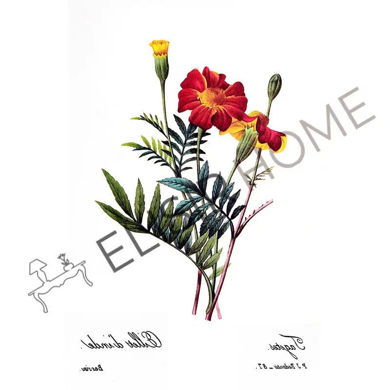 Imagen Transferible "BOTANICA, EILLET D'INDIE" 28×40 cm - Imagen 2